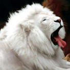 Андрей Петренко, 32, Иркутск, Россия